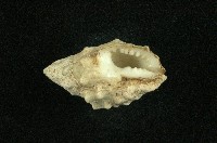 白結螺藏品圖，第3張
